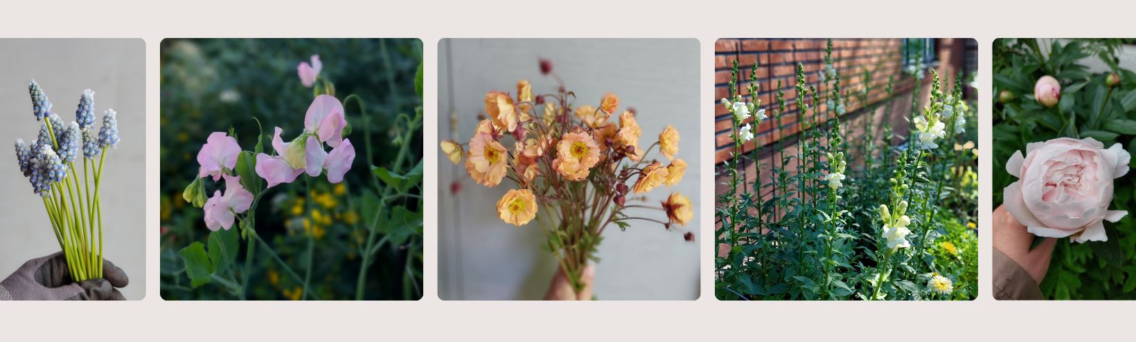 Kukkaviljelm�, l�hikukat